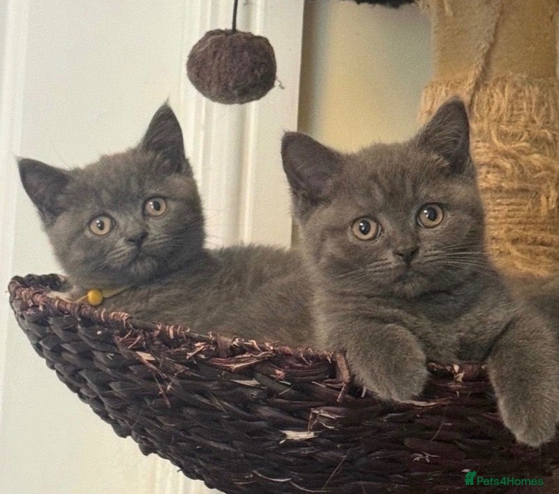 British Shorthair cats British Shorthair Pedigree Kitten, last boy 11 wks - Advert 2
