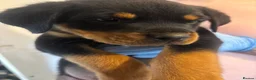 Rottweiler dogs for sale: READY TO GO! Rottweiler puppies  - Advert 8