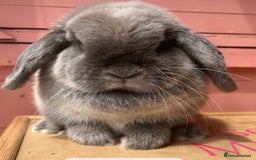Mini Lop rabbits for sale: Waiting list open for Mini lops & lionlops - Image 8