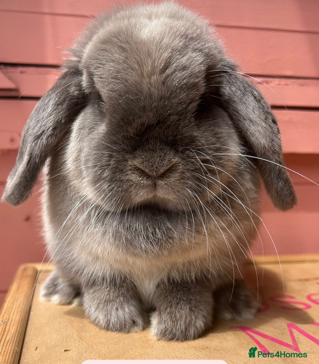 Mini Lop rabbits for sale: Waiting list open for Mini lops & lionlops - Image 8