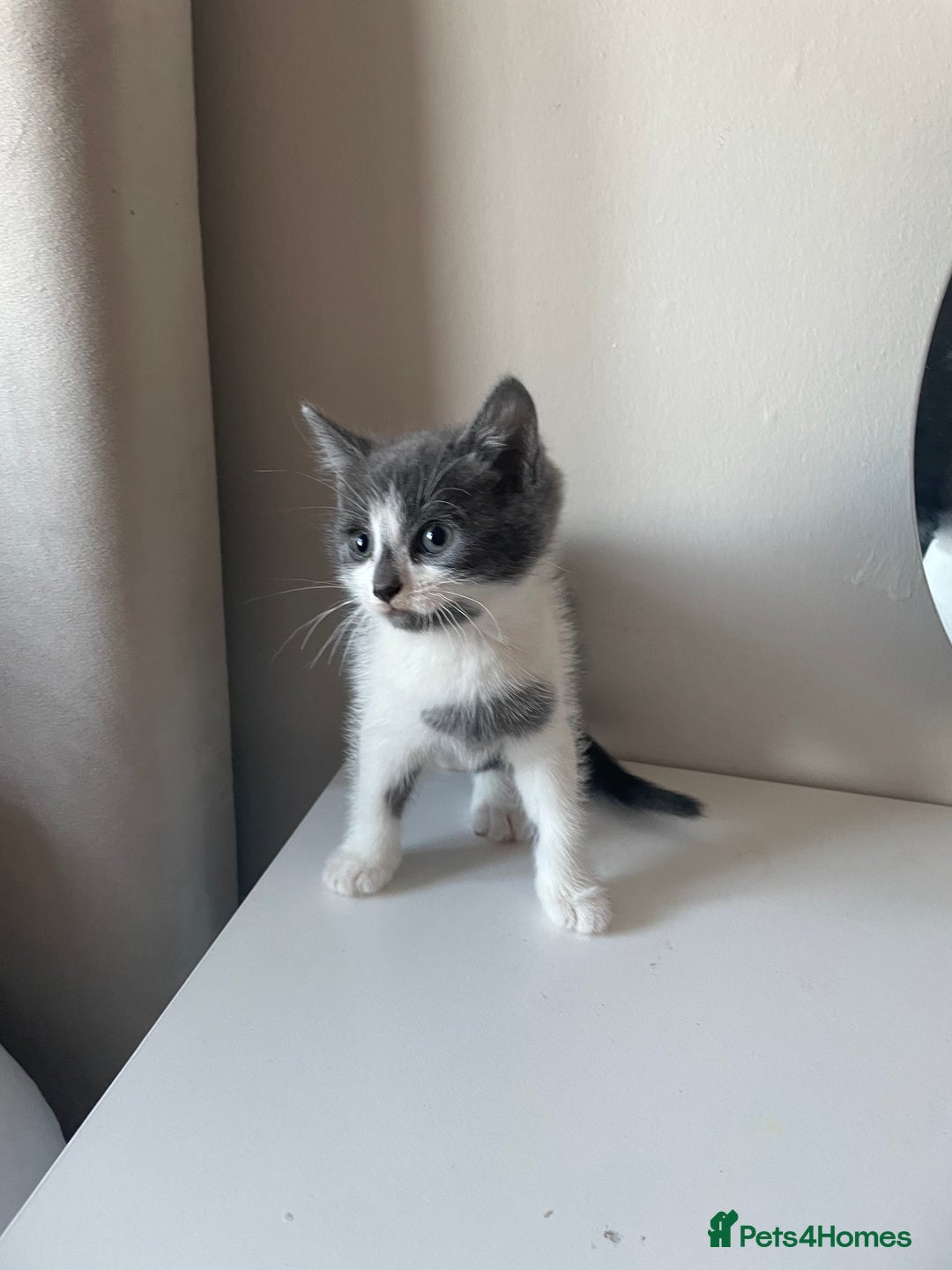 Mixed Breed cats for sale: Fluffy grey kittens 🐾 3 males available  - Advert 8