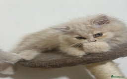 Persian cats for sale: Pedigree Persian female kittens for sale - Image 19