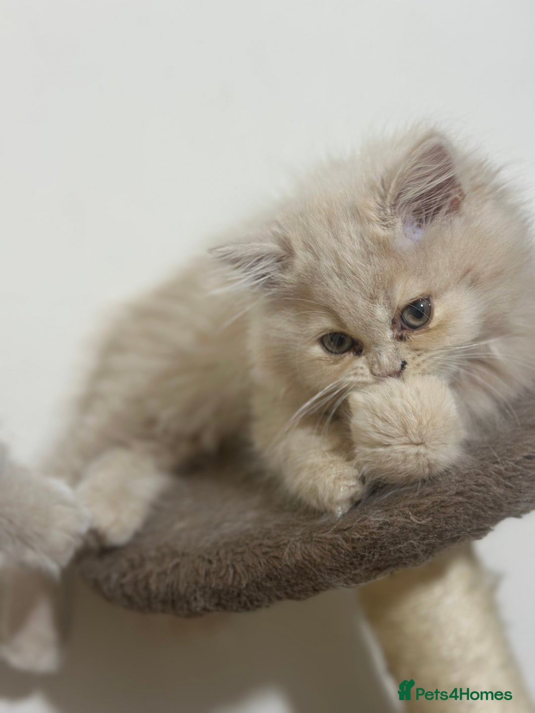 Persian cats for sale: Pedigree Persian female kittens for sale - Image 19
