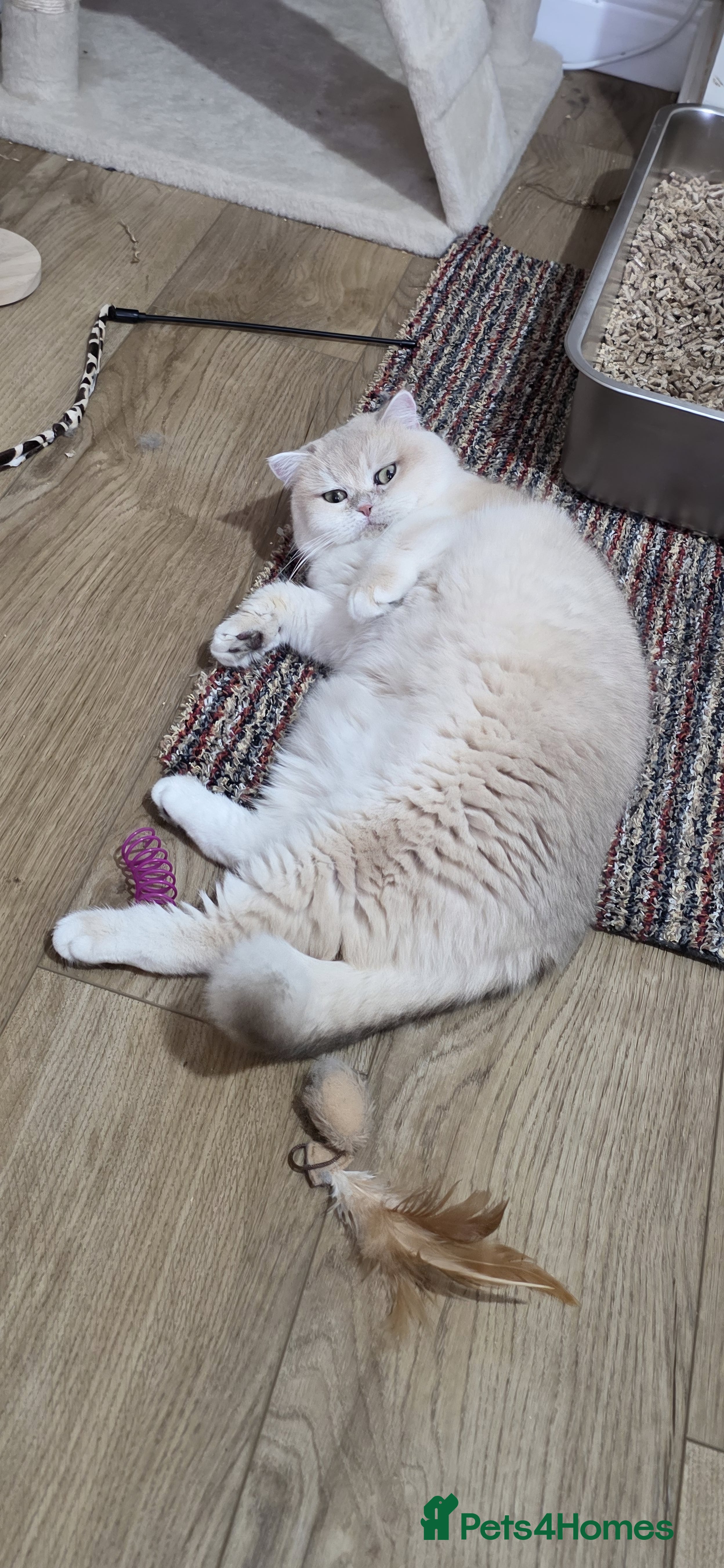 British Shorthair cats TICA ACTIVE Blue golden British shorthair - Advert 2