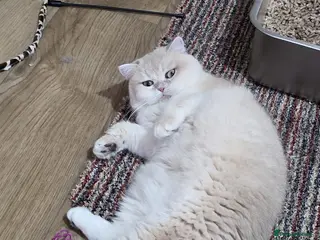 British Shorthair cats TICA ACTIVE Blue golden British shorthair - Advert 2