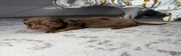 Miniature Dachshund dogs for sale: Miniature longhair dapple dachshund puppies - Advert 7