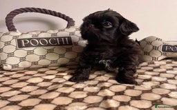 Shih Tzu dogs for sale: Stunning KC chocolate imperial Shihtzu puppies - Image 10