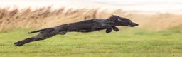 Cocker Spaniel dogs for sale: Black male from Fully Health Tested Parents - Advert 6
