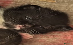 Maine Coon cats for sale: Twin Tuxedo Maine coon x BSH kitten girls - Image 7