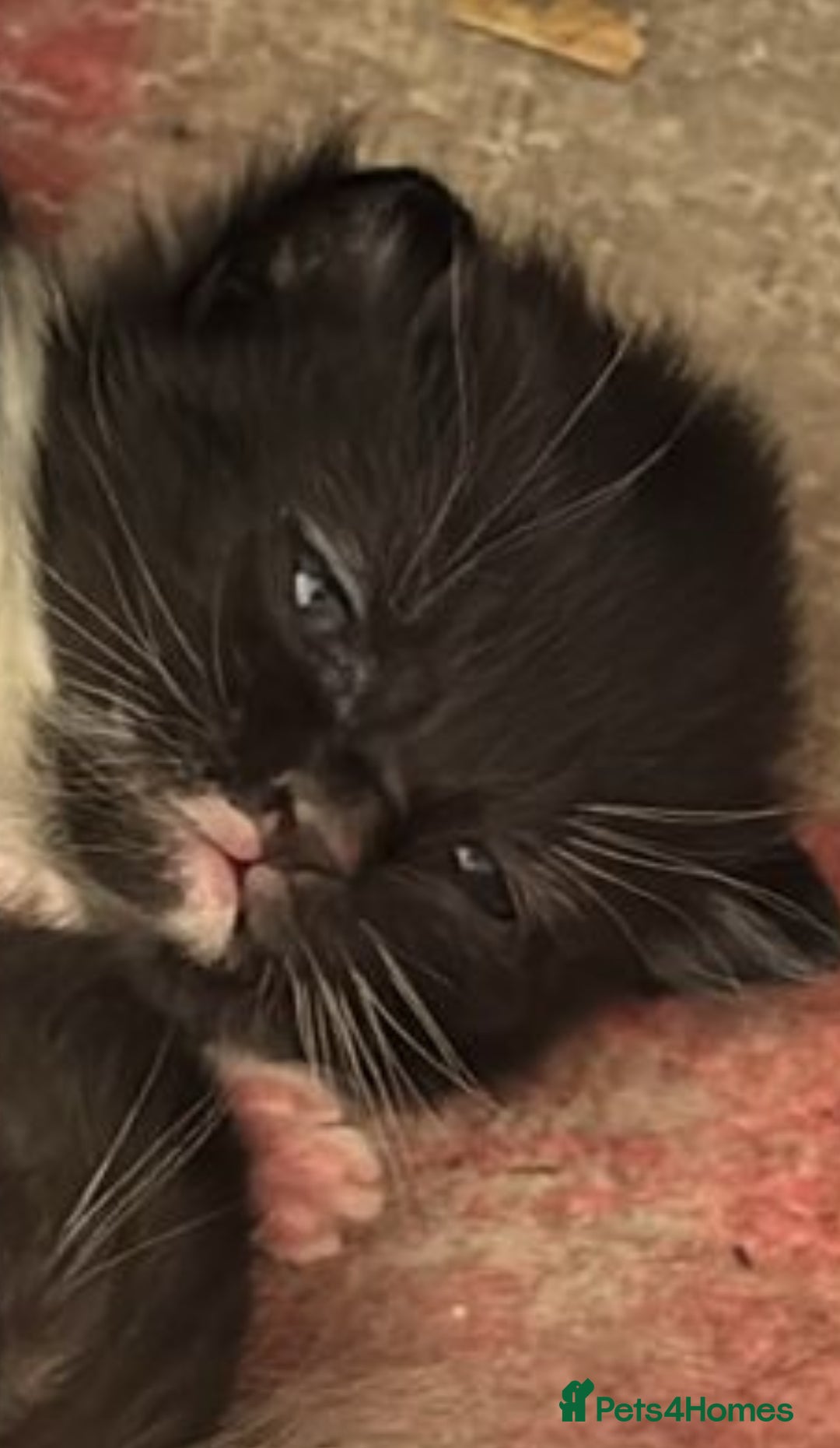 Maine Coon cats for sale: Twin Tuxedo Maine coon x BSH kitten girls - Image 7