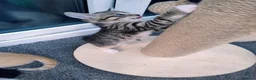 Mixed Breed cats for sale: Stunning Torbie girl ready to leave now  - Advert 8