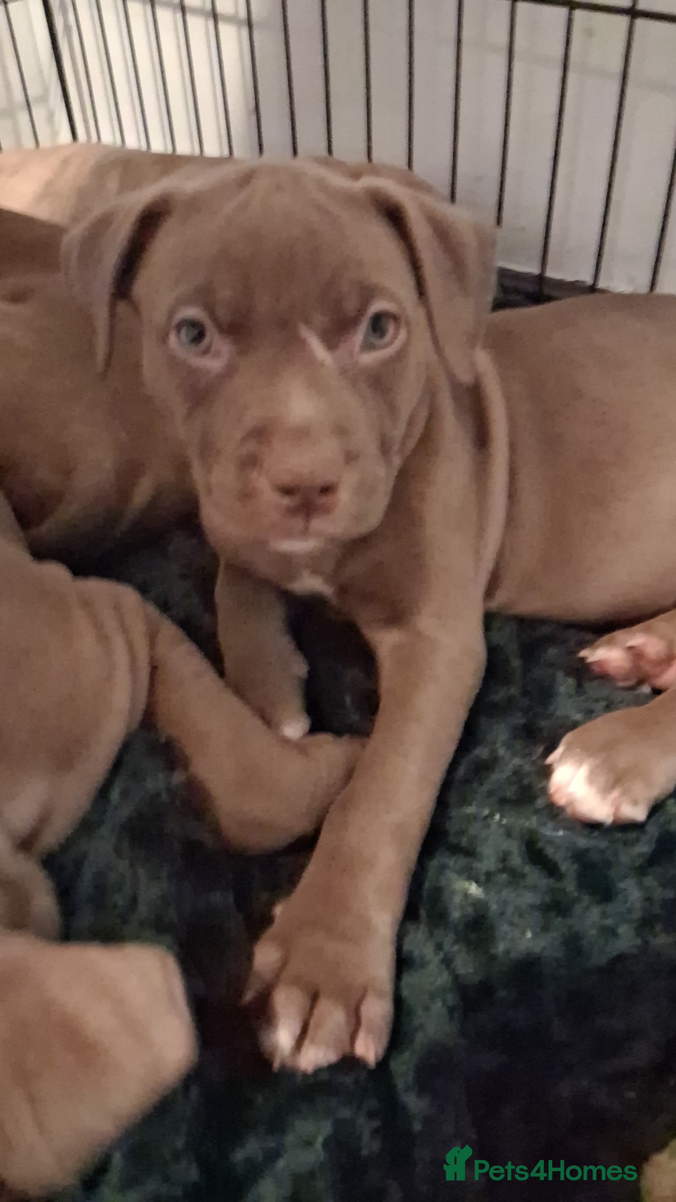 Mixed Breed dogs Presa canario cross american bulldog cross - Advert 2