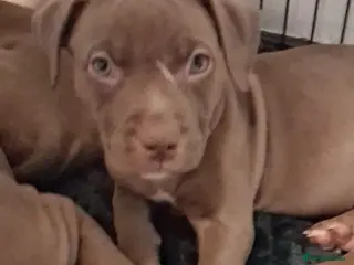 Mixed Breed dogs Presa canario cross american bulldog cross - Advert 2