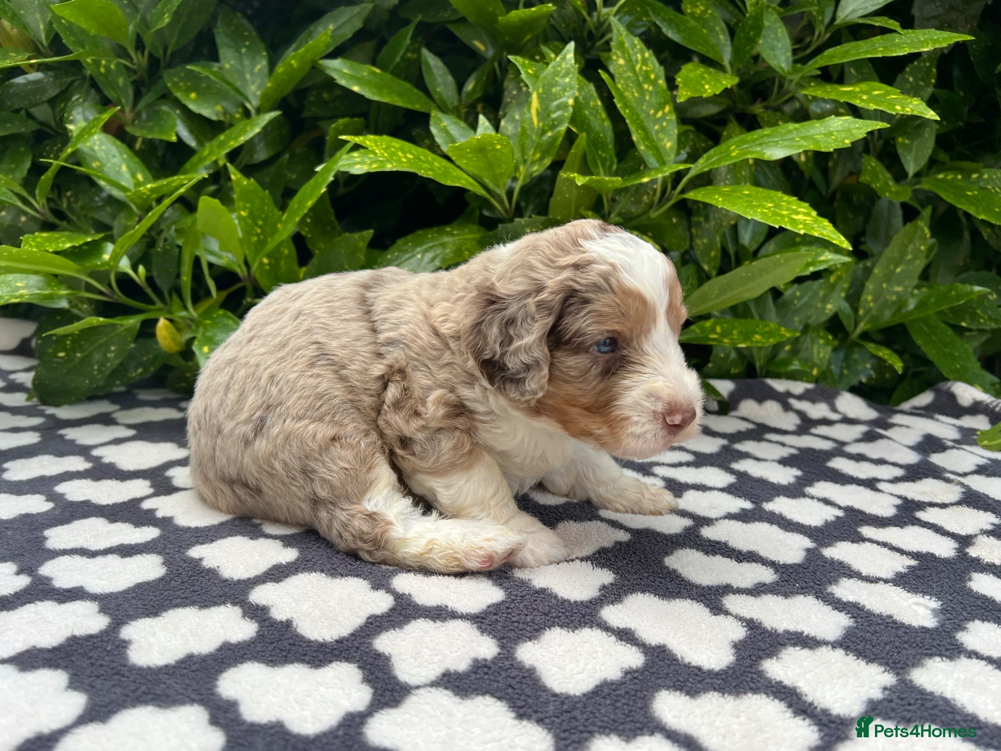 Bordoodle dogs Bordoodle, extensive tests ,full refund guarantee - Advert 1