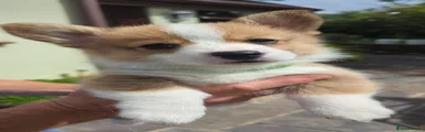 Welsh Corgi Pembroke 1181