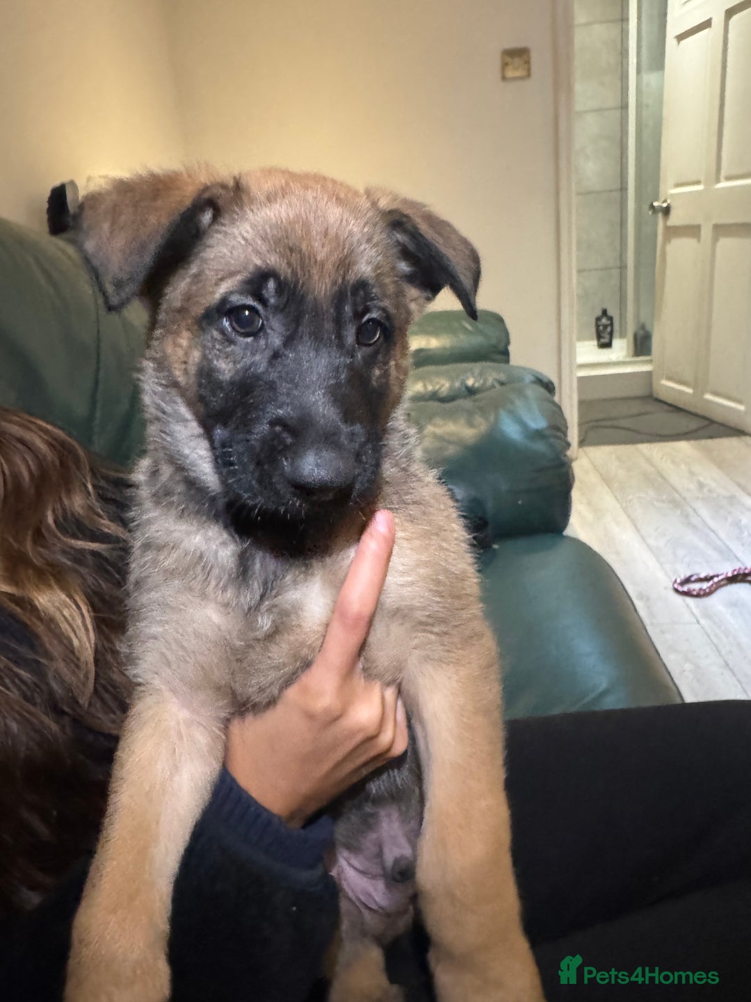 Mixed Breed dogs for sale:  4 Belgian Malinois & German Shepherd Puppies - Advert 8