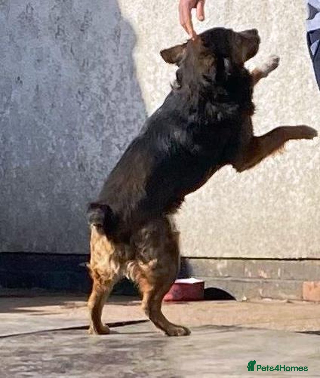 Mixed Breed dogs for adoption: Meet Charlie - a Lovely old boy, for a loving Home - Image 27
