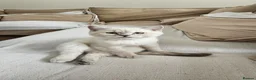 British Shorthair cats for sale: ​Rare Female BSH Kittens: Pedigree Parents Only  - Advert 14