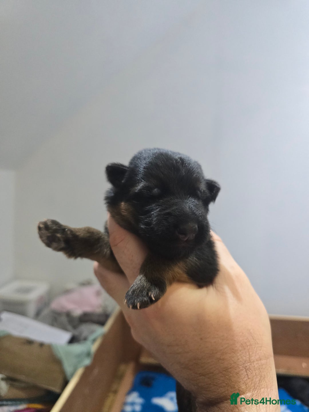 German Shepherd dogs for sale:  Exceptional German Shepherd Dog Puppies – KC Reg - Advert 12