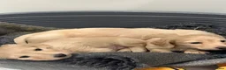 Miniature Dachshund dogs for stud: Shaded cream miniature dachshund 3.6kg - Advert 12