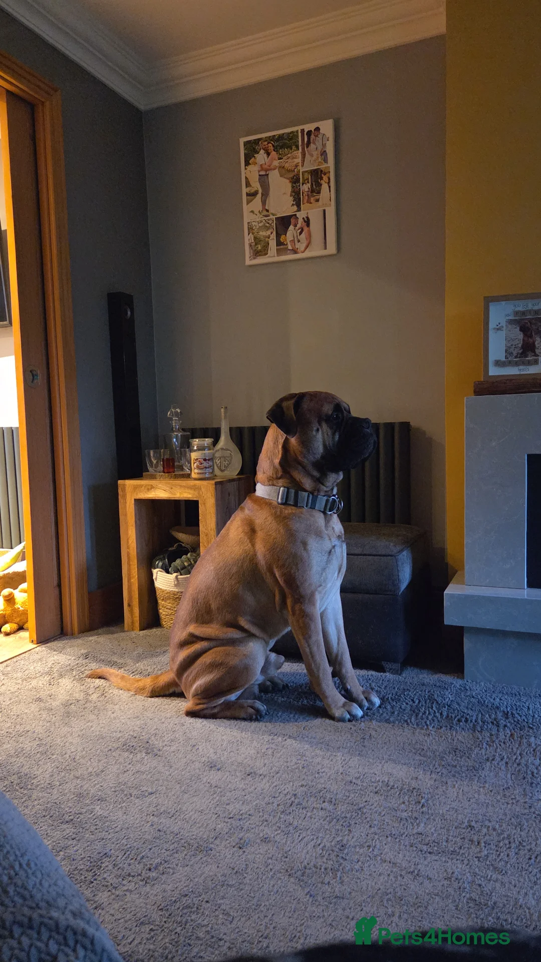 Bullmastiff dogs for stud: Boris  in Doncaster - Advert 1