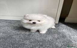 Pomeranian dogs for sale: ✨ 3 White Pomeranian Puppies – CHAMPION BLOODLINE✨ - Image 8