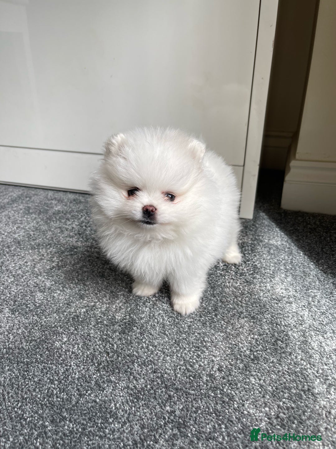 Pomeranian dogs for sale: ✨ 3 White Pomeranian Puppies – CHAMPION BLOODLINE✨ - Image 8
