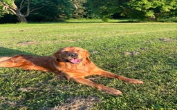 Golden Retriever dogs for stud: Fox red retriever for stud - IKC registered  - Image 2