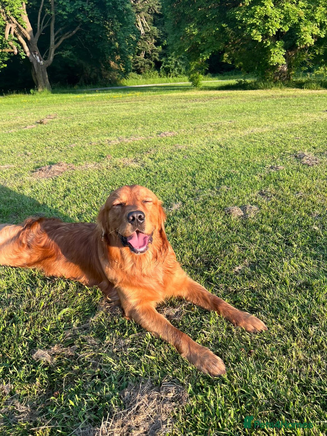Golden Retriever dogs for stud: Fox red retriever for stud - IKC registered  - Image 2