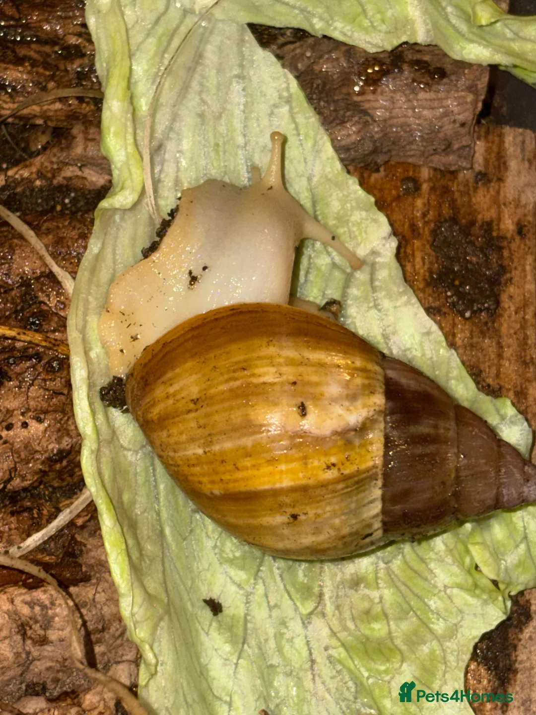 Mixed Breed reptiles for sale: Reptile bundle for sale - Advert 2