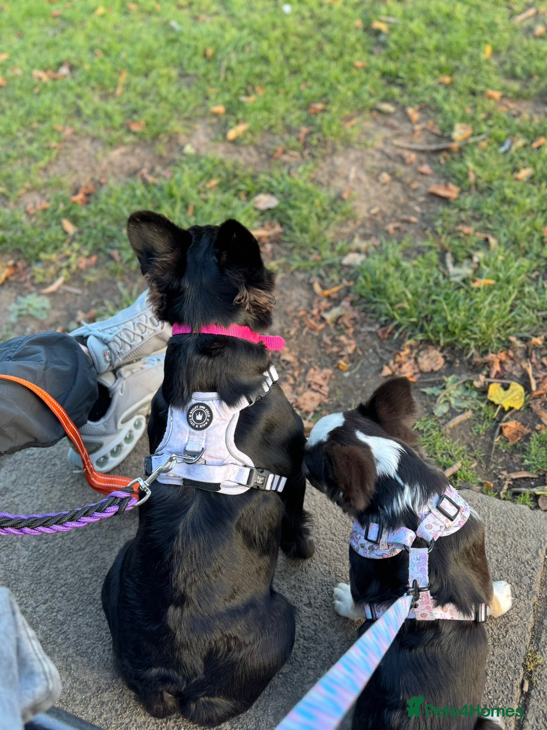 French Bulldog dogs for sale: HIGH QUALITY FLUFFY FRENCHIES  - Advert 20