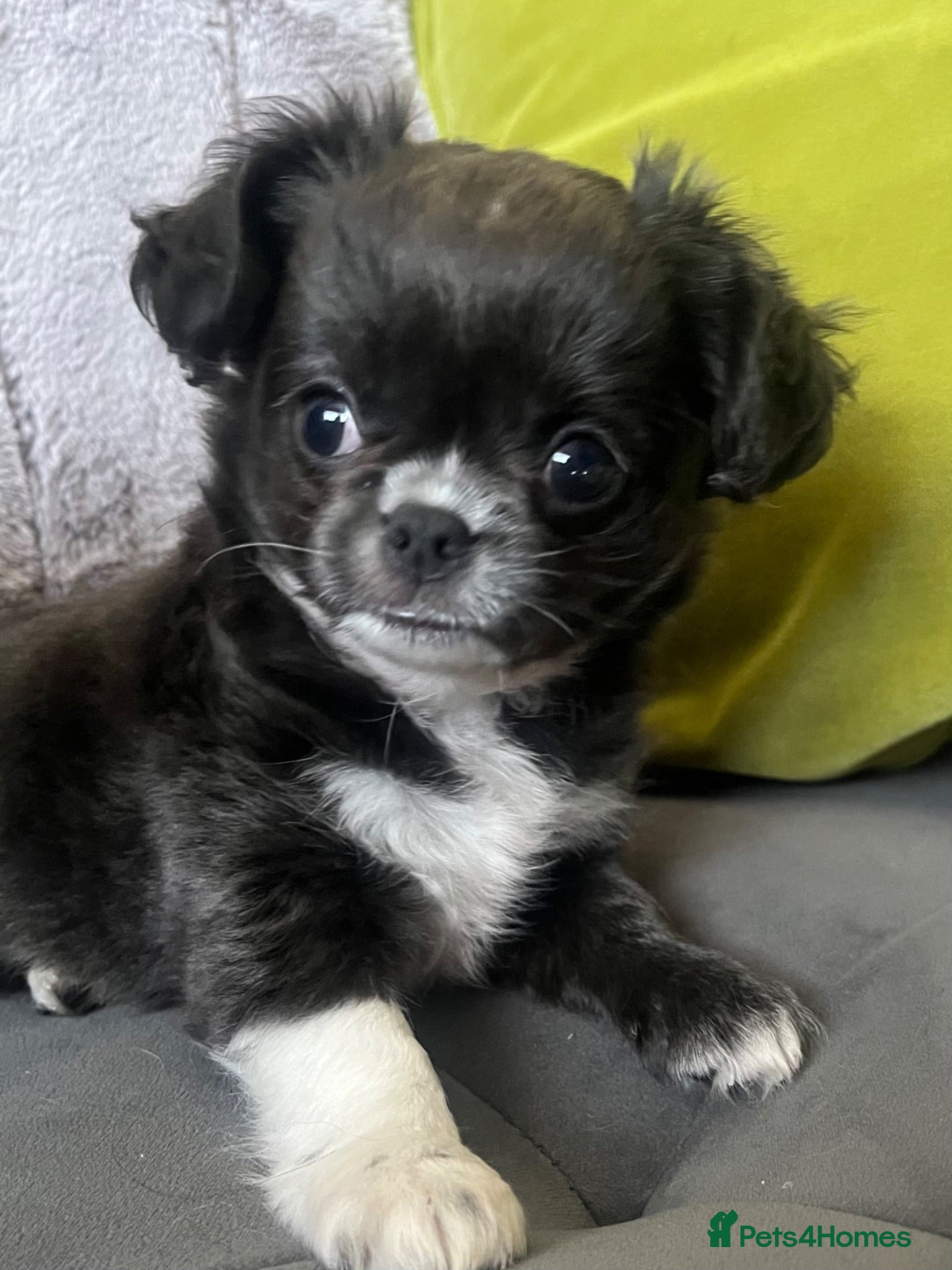 Chihuahua dogs READY NOW KC CHIHUAHUAS BOY - Advert 4