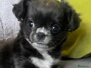 Chihuahua dogs READY NOW KC CHIHUAHUAS BOY - Advert 4