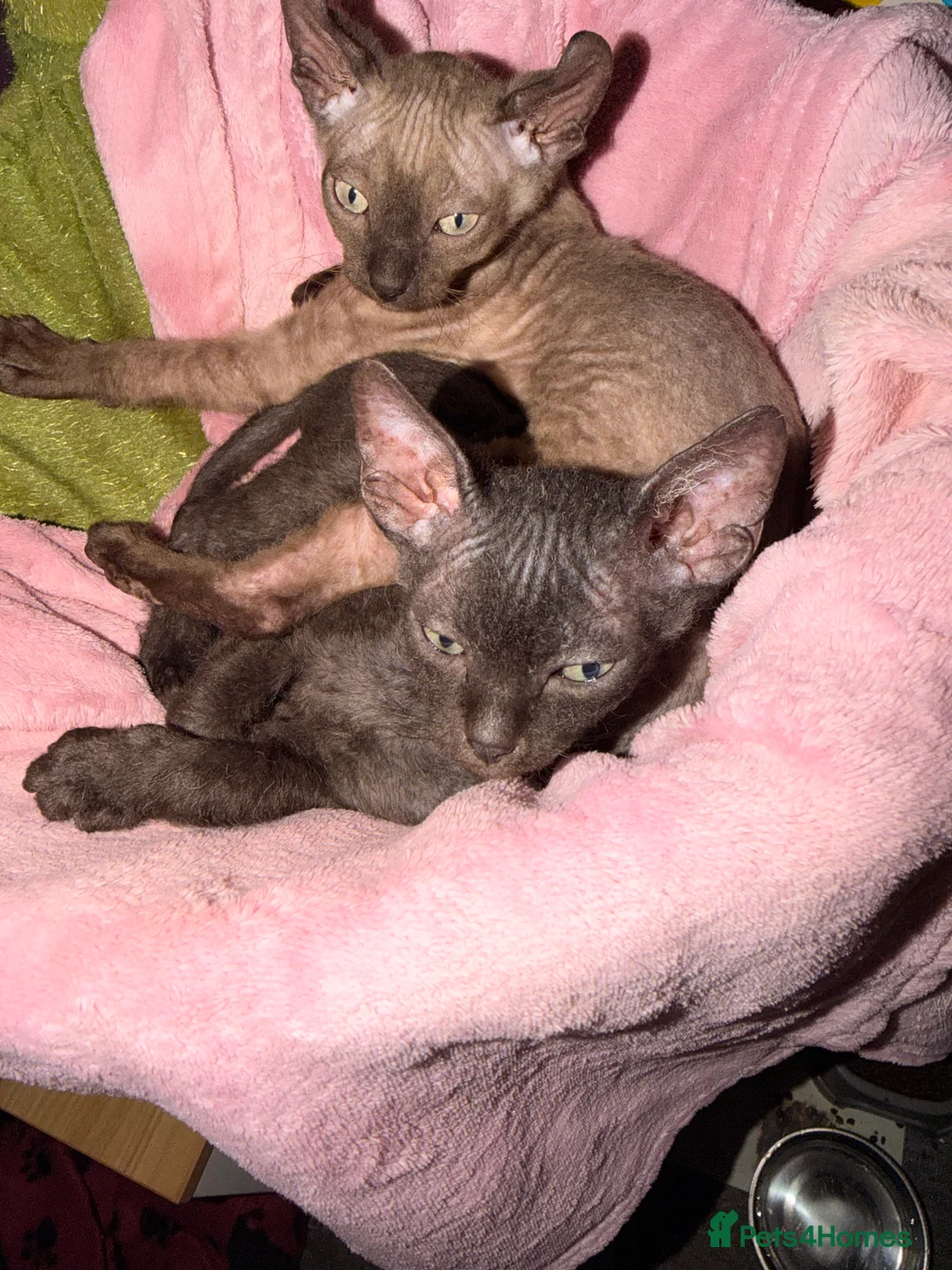 Mixed Breed cats for sale: 2 beautiful Velour Sphynx boys left 🤎🖤 - Advert 14