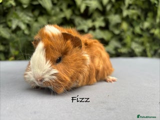Guinea Pig rodents Baby guinea pigs - Advert 5