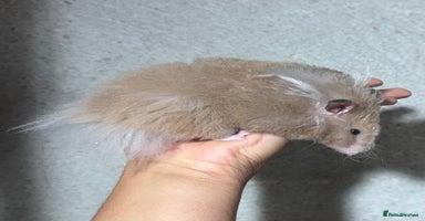 Hamster rodents - Advert 1
