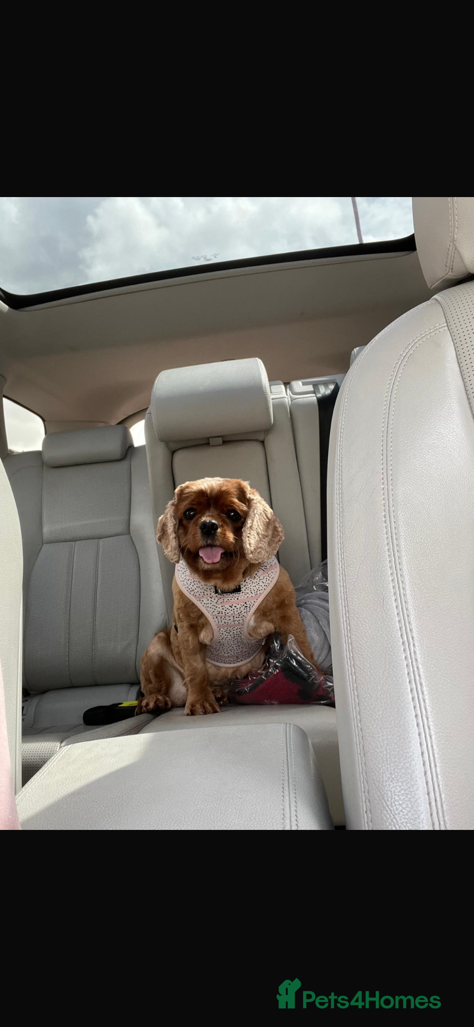 Cavalier King Charles Spaniel dogs 2 adult cavaliers (speyed)1 boy 1 girls  - Advert 4