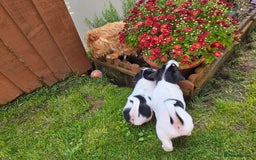 Jack Russell dogs for sale: Tricolour short legs Jack Russell  - Image 18