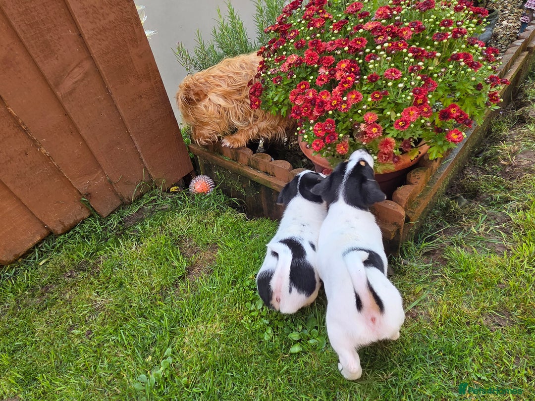 Jack Russell dogs for sale: Tricolour short legs Jack Russell  - Image 18