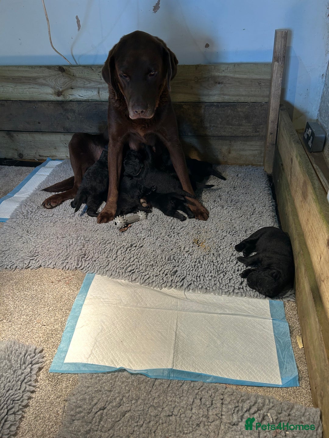 Labradoodle dogs for sale: Fantastic F1 Labradoodles (black) - Image 5