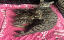 Mixed Breed cats for sale: 5 beautiful kittens for sale  - Image 5