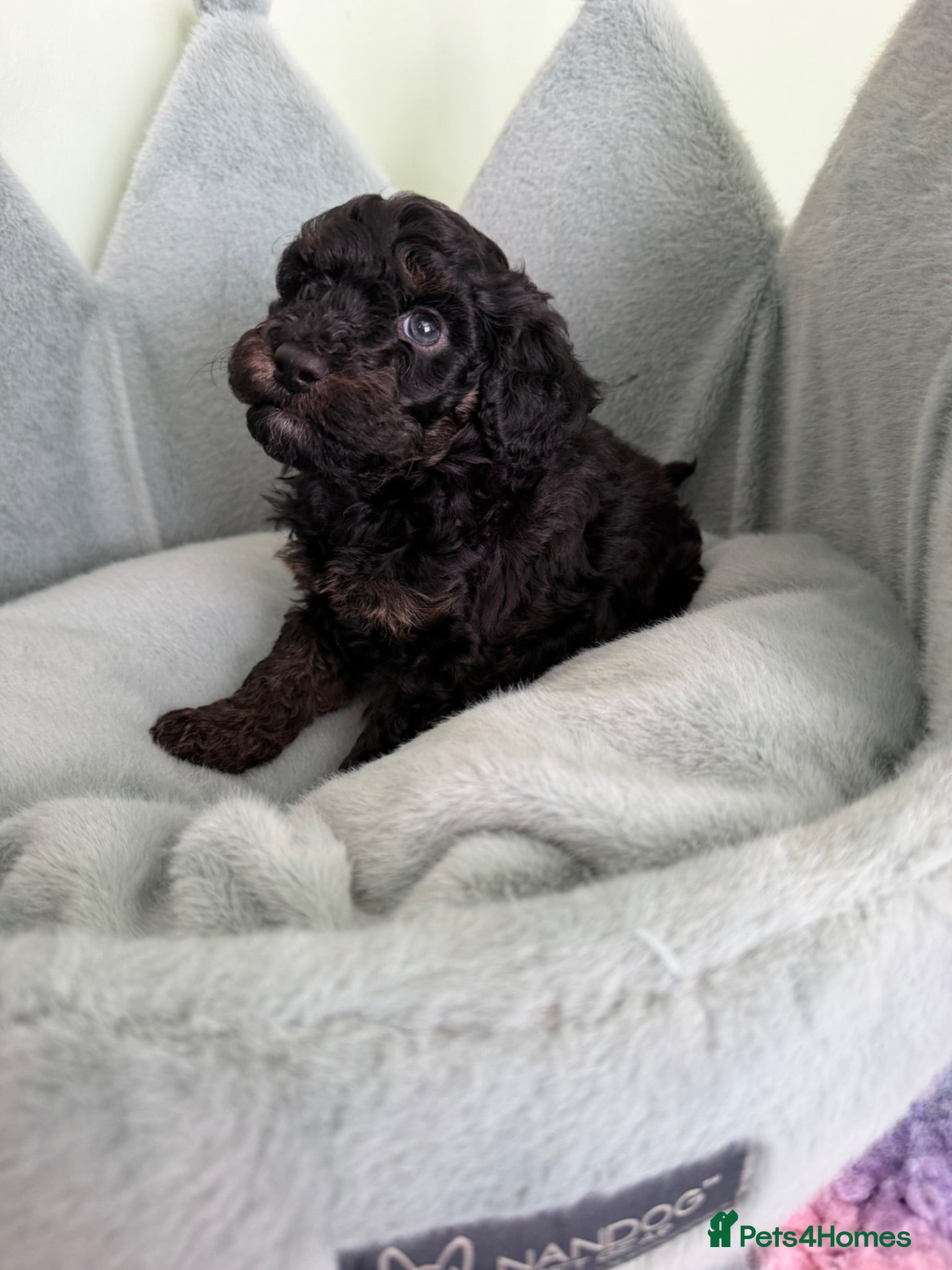 Cavapoo dogs Two black f1b cavapoos available 1 girl 1 boy 💕💙 - Advert 1