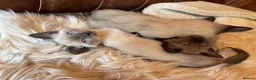 Tonkinese cats for sale: Exquisite Tonkdolls - Advert 29
