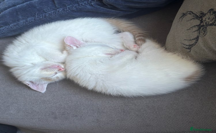 Turkish Van cats - Advert 1