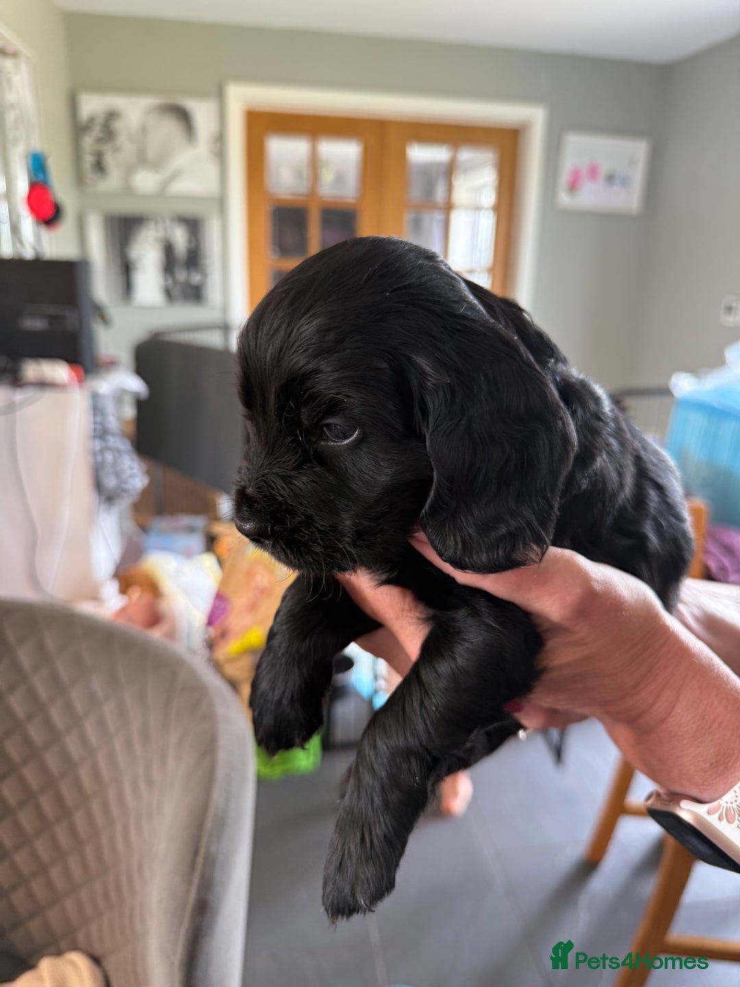 Cocker Spaniel dogs for sale: Cocker spaniel puppies for sale  - Image 14