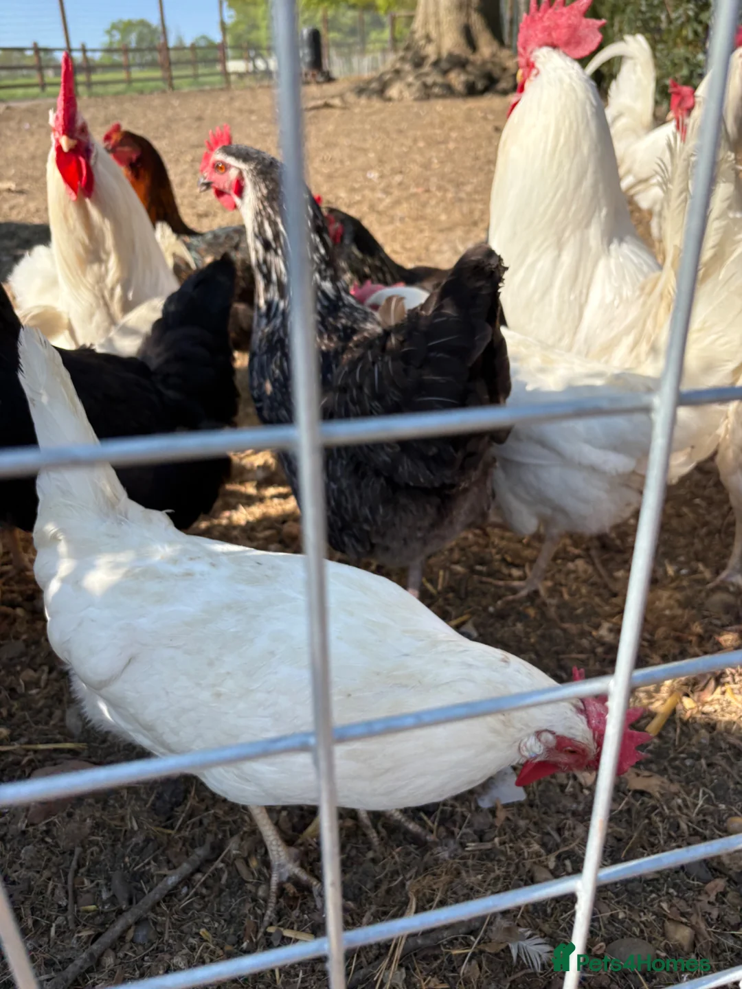 Chickens poultry for sale: Laying Chickens for sale in Hertford - Advert 5