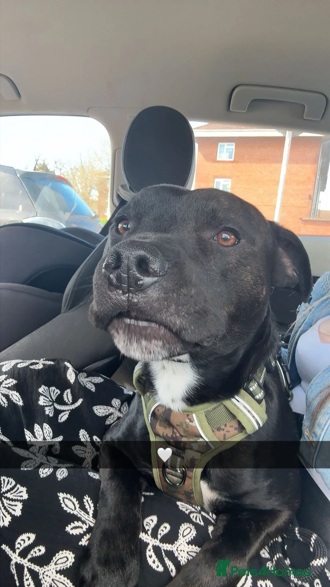 Staffordshire Bull Terrier dogs for sale: 3 year old staffy boy available  in Southampton - Advert 3