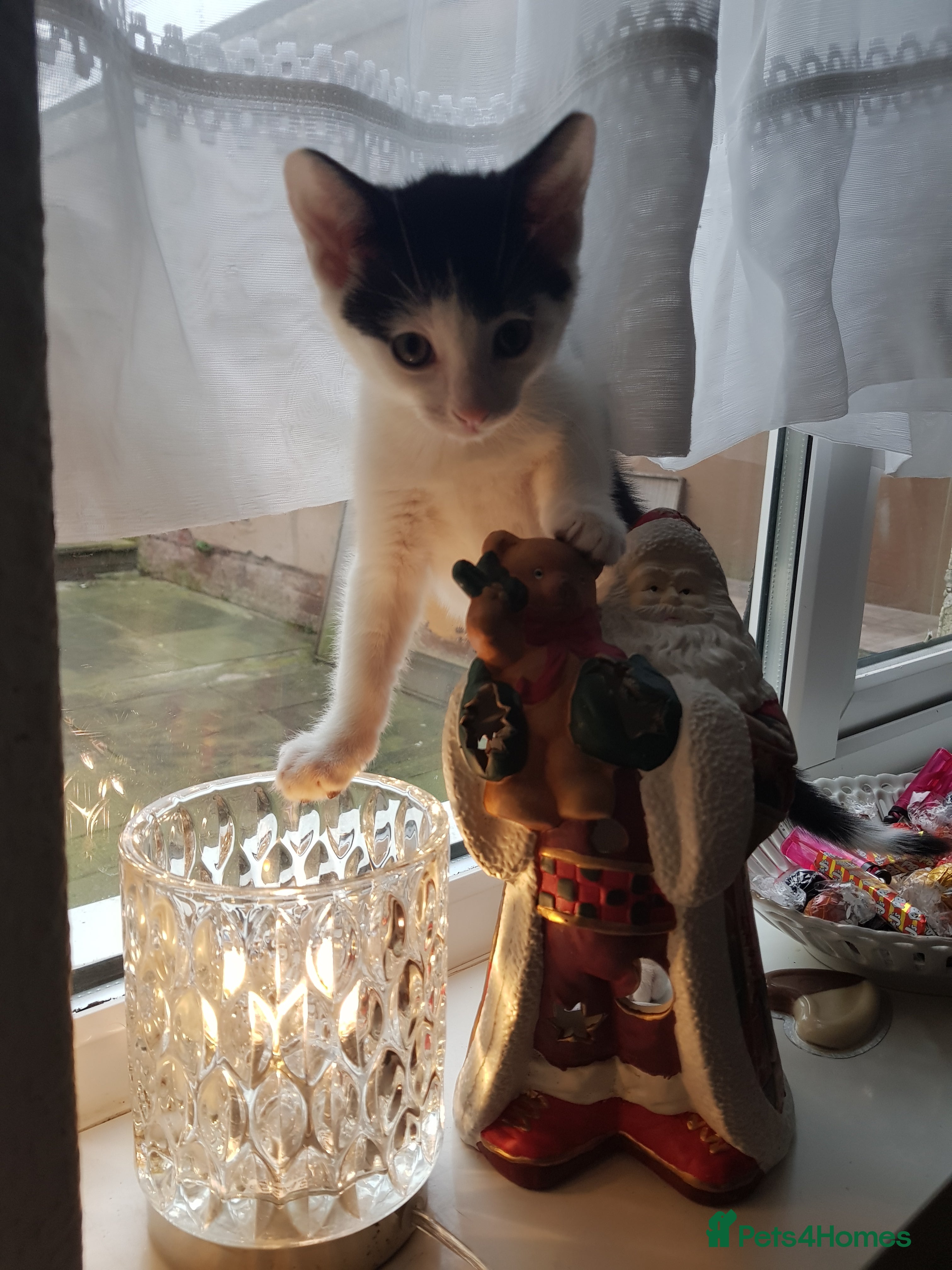 European cats Adorable kittens looking for loving home  - Advert 9