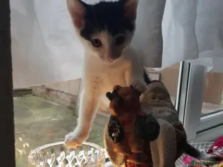 European cats Adorable kittens looking for loving home - Advert 9