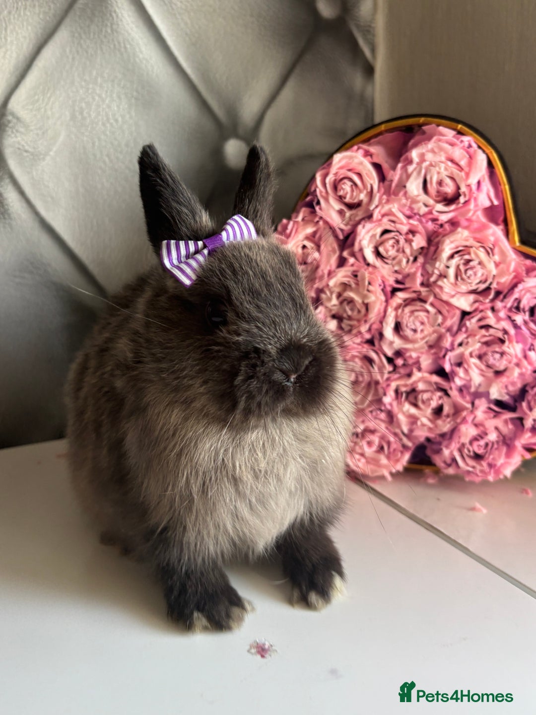 Netherland Dwarf rabbits for sale: Pure bred netherland dwarf babies  - Image 3